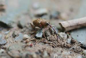 Curculio glandium